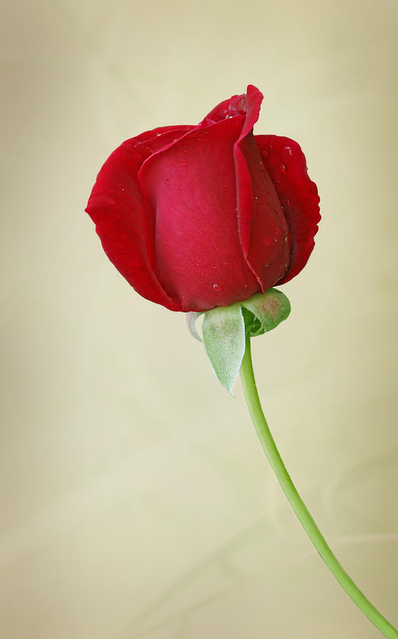 Rose Photograph - One Red Rose  by Sandy Keeton