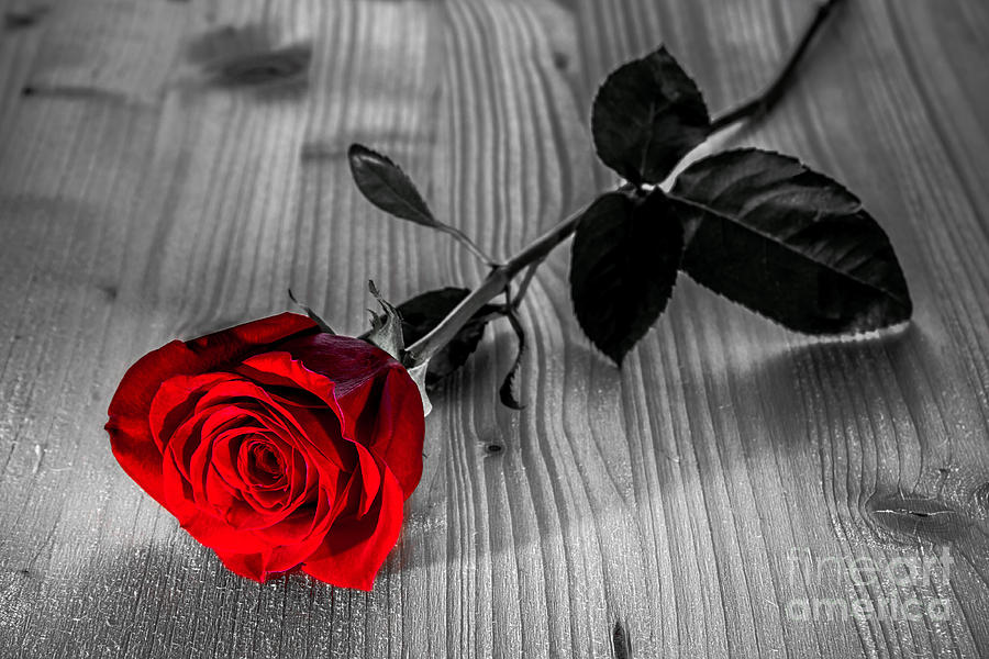 Red Rose On Wooden Background Digital Art