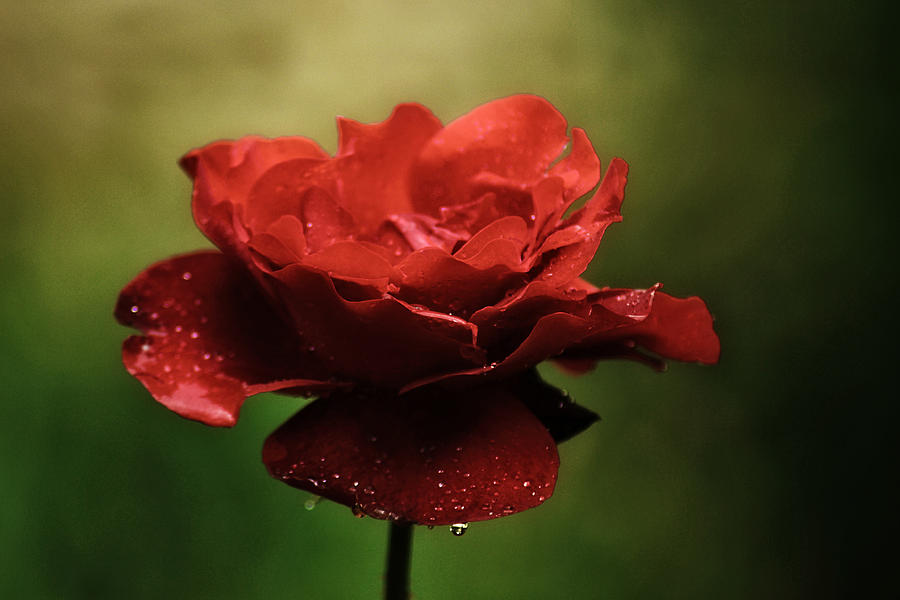 Red Rose Photograph by Orazio Puccio - Fine Art America