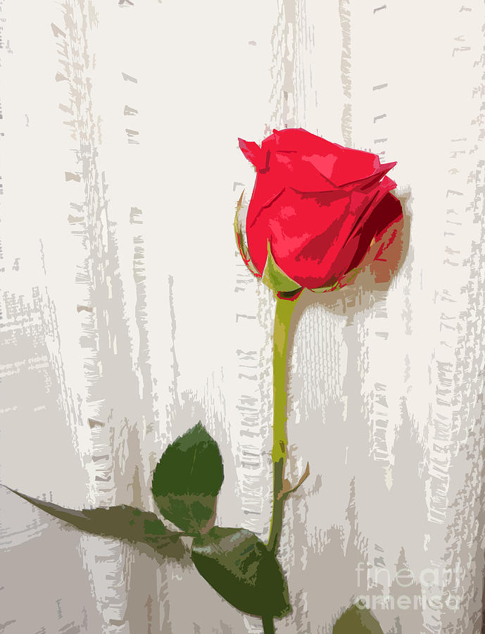 Red Rose Painting Style Photograph