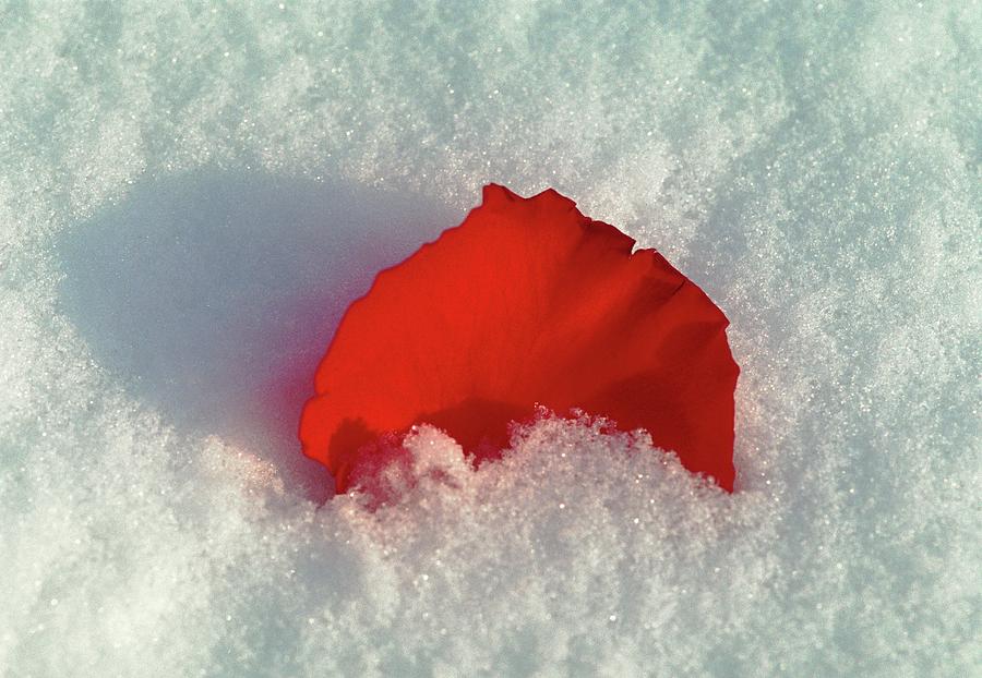 Red Rose Petal In Snow Photograph by Dan Sams/science Photo Library