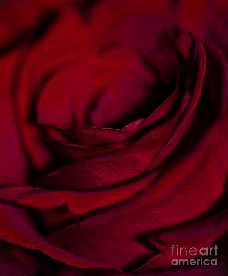 Red Rose Petals Photograph by Bianca Nadeau