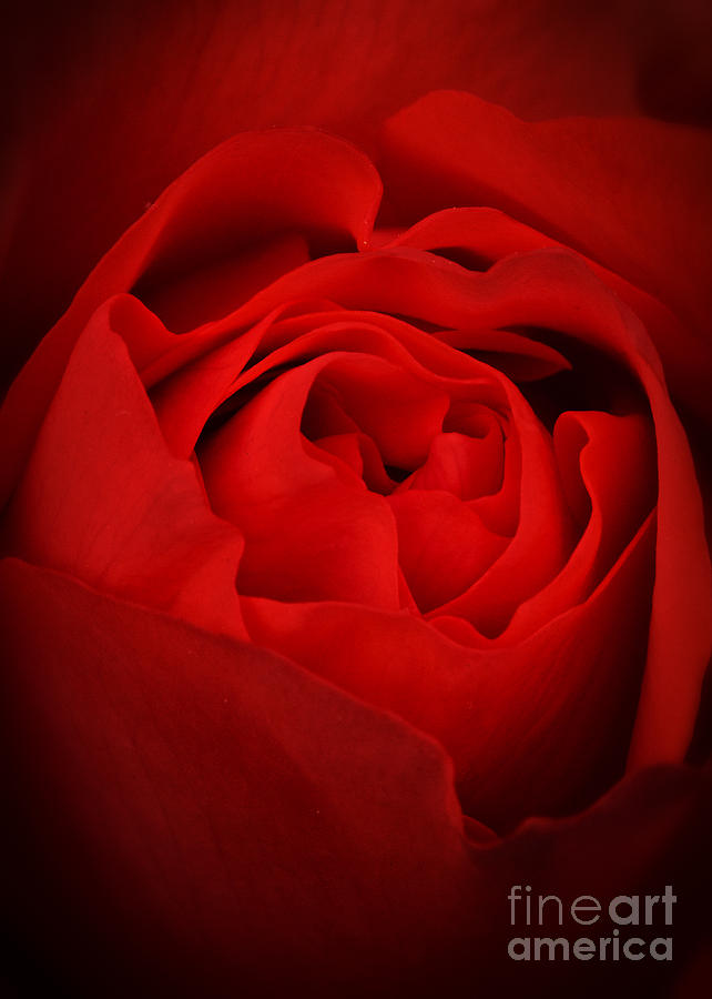 Red Rose Petals Photograph by Carrie Cranwill