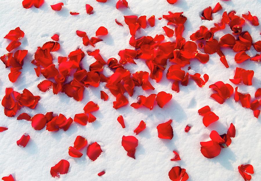 The Snow Photograph - Red Rose Petals In Snow by Dan Sams/science Photo Lib...
