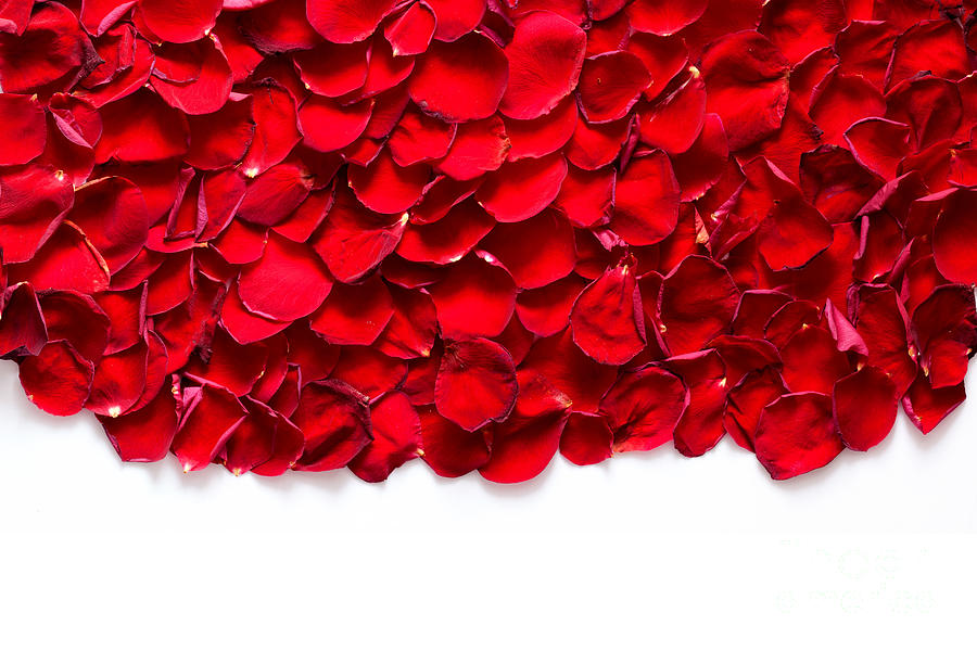 Red rose petals on white background Photograph by Michal Bednarek