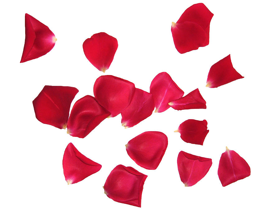 Red rose petals sprinkled on white background Photograph by Trigga