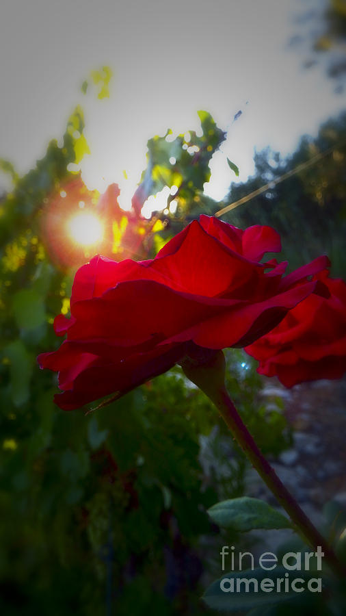 Sunset Photograph - Red Rose by R G Nascimento