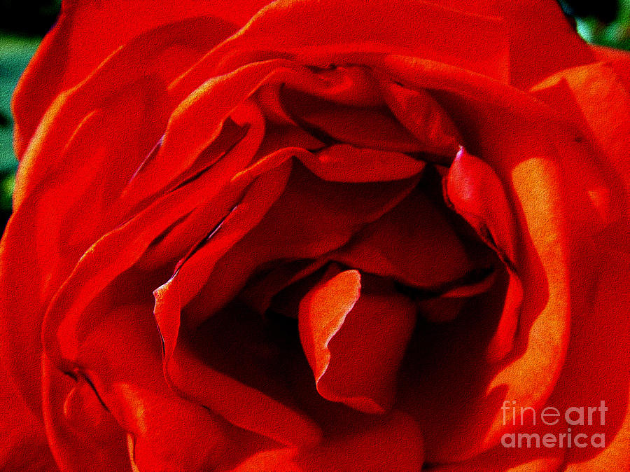 Red Rose Photograph by Vintage Collectables