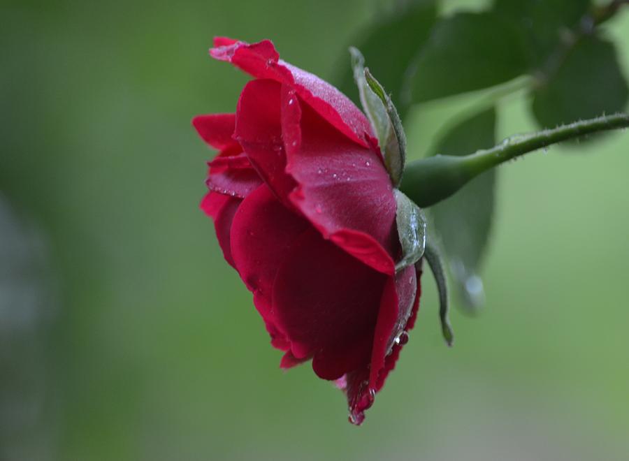 Red Rose Rain Photograph by Maria Urso