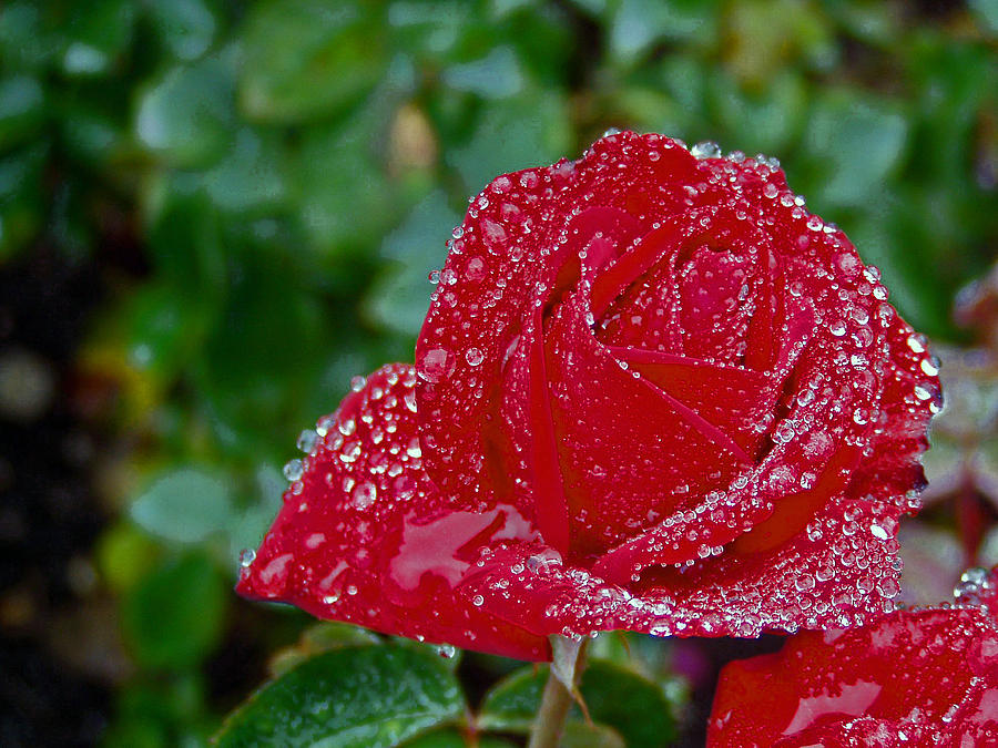 Red Rose-Raindrops Photograph by Gary Greer - Fine Art America