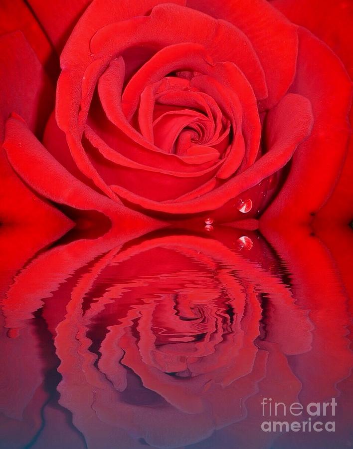 Red Rose Reflects Photograph by Susan Garren