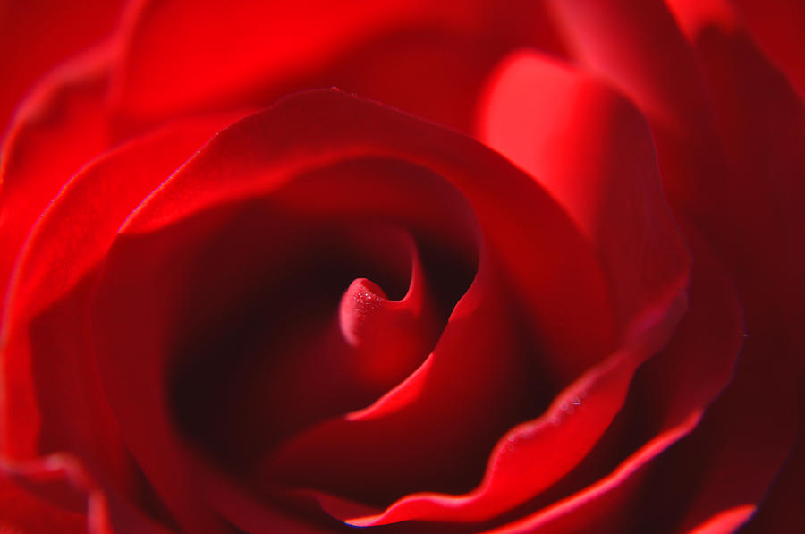 Inspirational Photograph - Red Rose by Tikvahs Hope