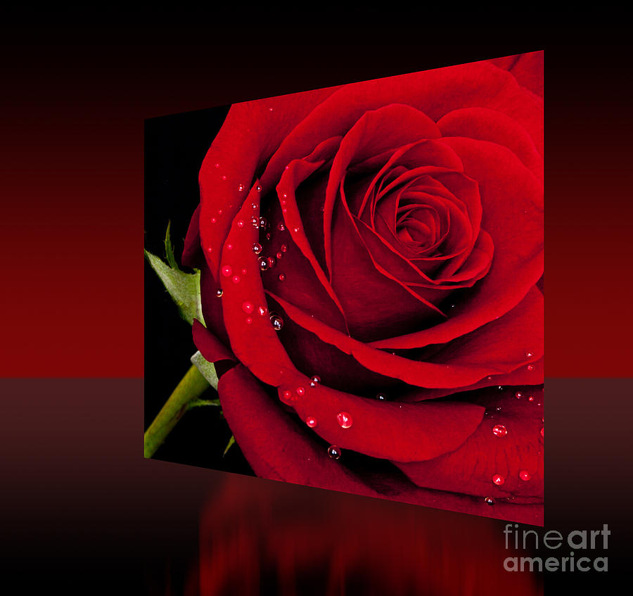 Red Rose Photograph by Shirley Mangini