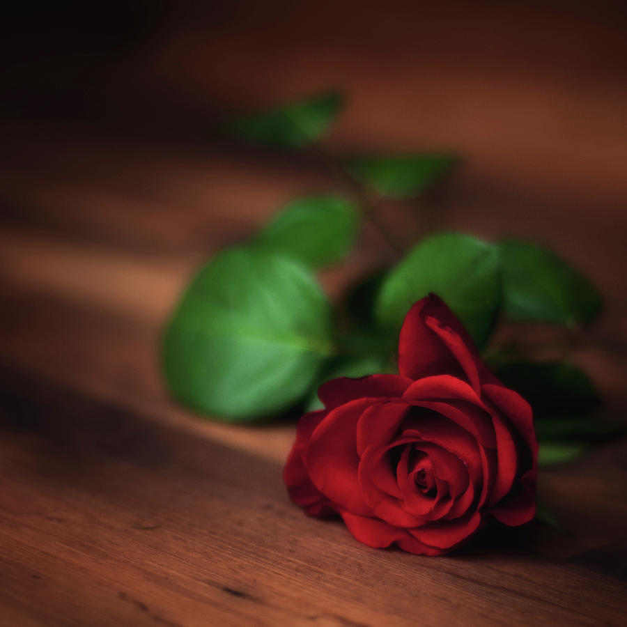 Red Rose Photograph by Samantha Nicol Art Photography