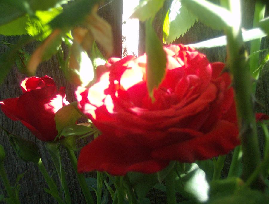 Red Rose Photograph