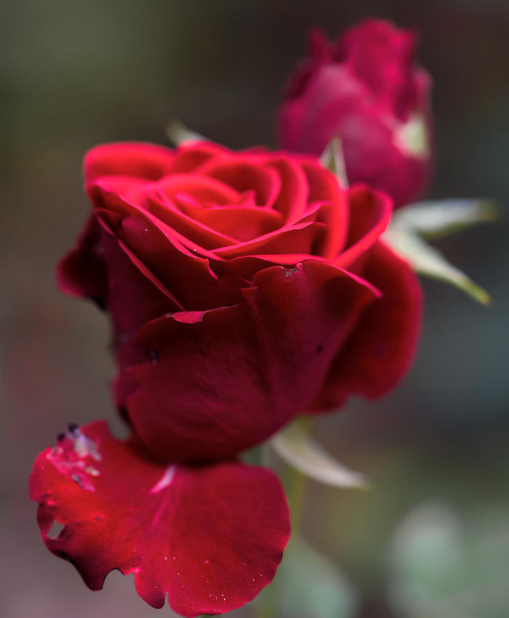 Red Rose Sep Photograph by Leif Sohlman