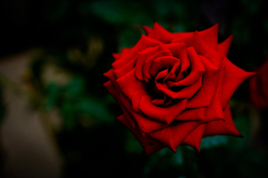 Red Rose Photograph - Red Rose Singapore Flower by Donald Chen Red Rose Photograph - Red Rose Singapore Flower by Donald Chen