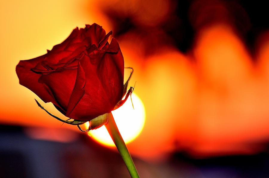 Red Rose Sunset Photograph