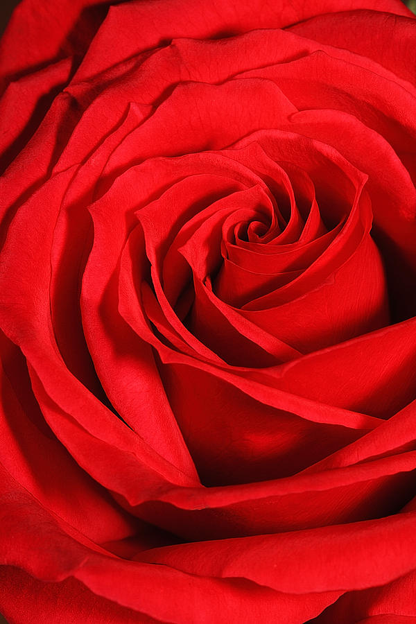 Red Rose Swirl Photograph by Alan Vance Ley