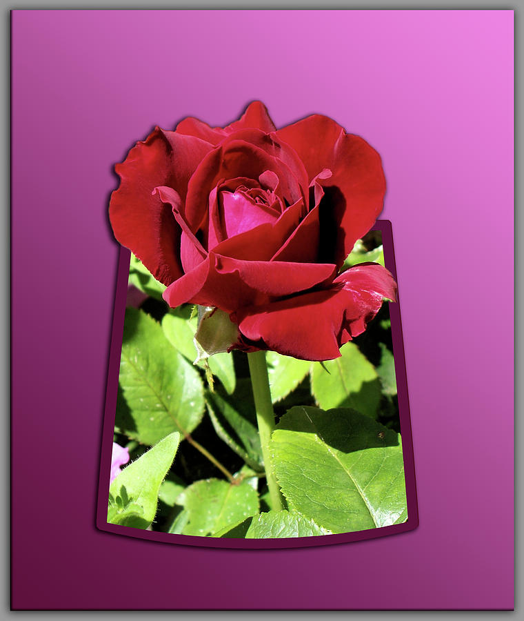Red Rose Photograph - Red Rose by Thomas Woolworth Red Rose Photograph - Red Rose by Thomas Woolworth