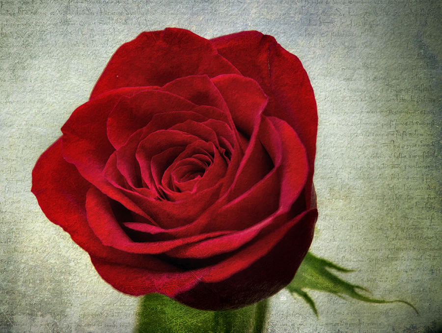 Red Rose v2 Photograph by Ian Mitchell