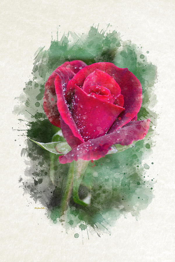 Red Rose Watercolor Art Mixed Media by Christina Rollo