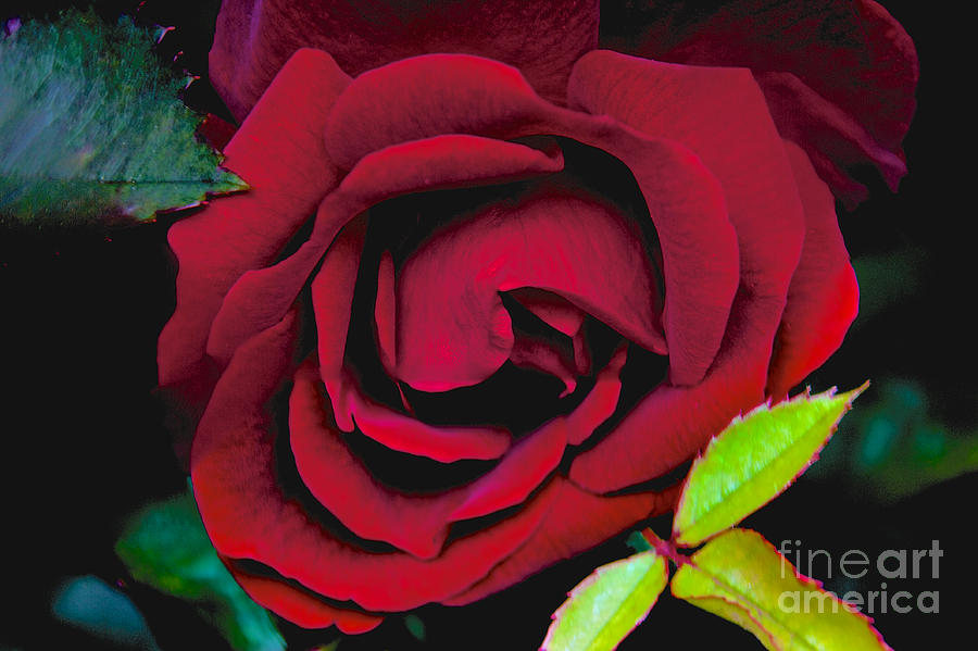 Red Rose  by William Norton