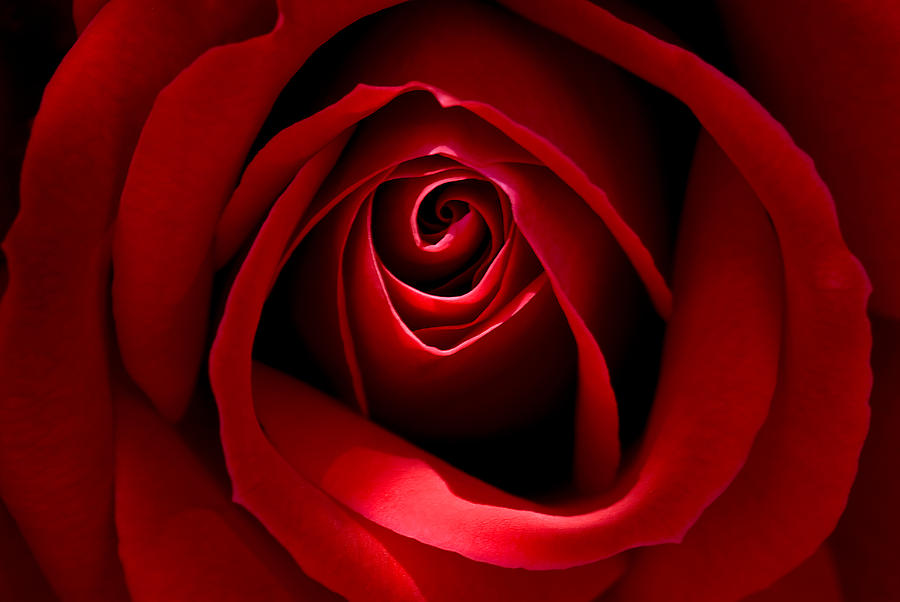 Red Rose Photograph by Windy Osborn