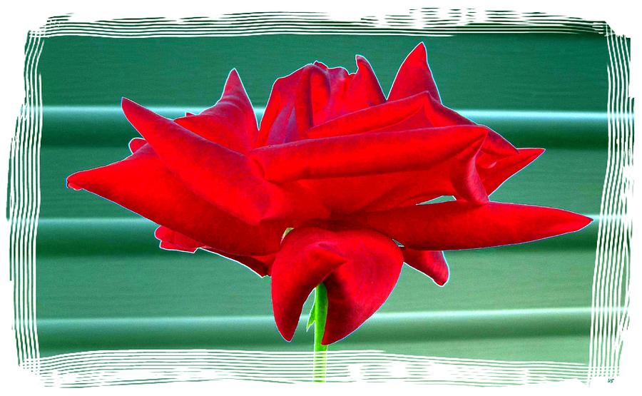 Unique Digital Art - Red Rose With Border by Will Borden