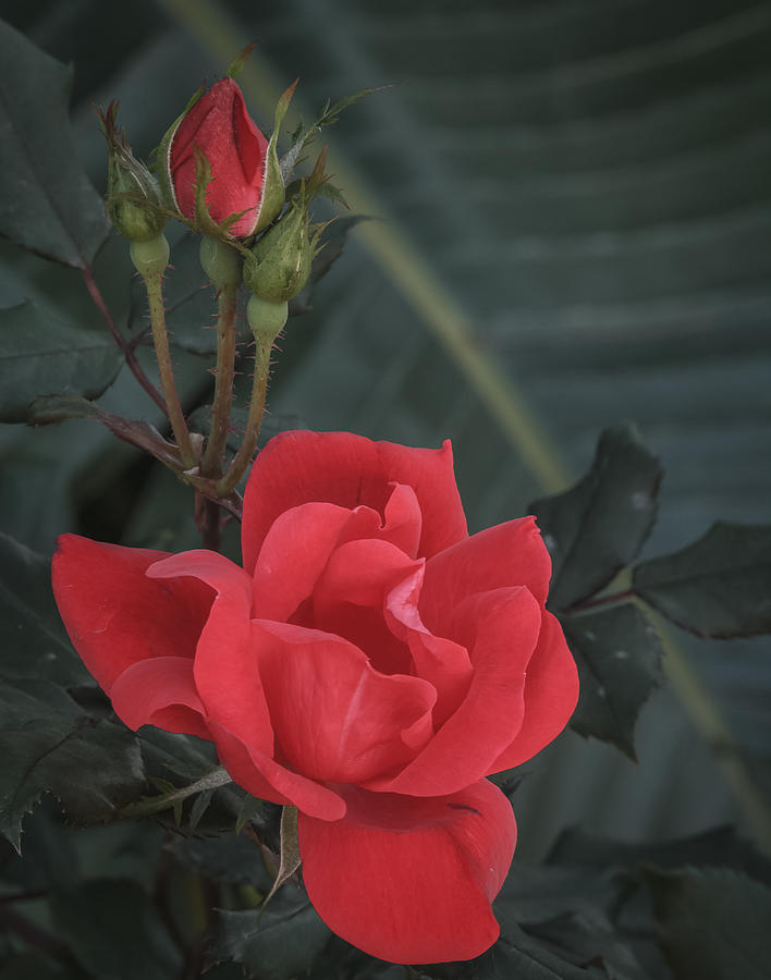 Red rose with bud Photograph by Jane Luxton