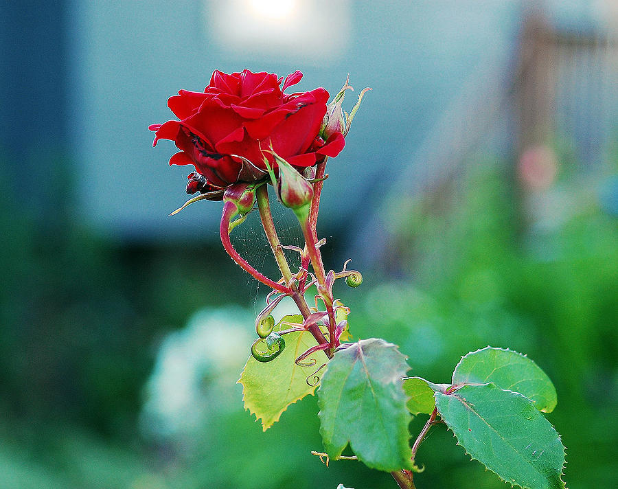 Red Rose with Buds Photograph by Natalie Lise Harvey - Fine Art America