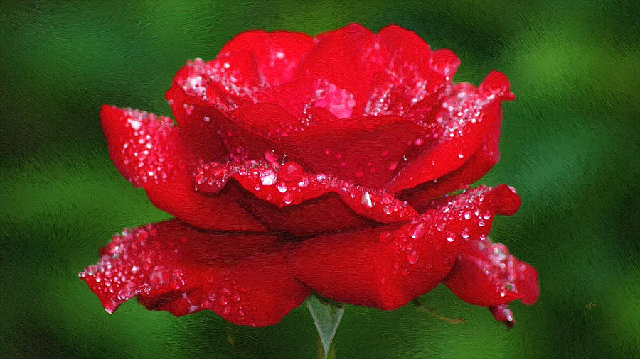 Red Rose With Dew Painting by Dean Wittle