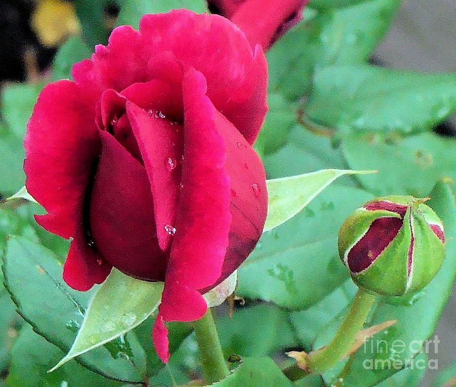 Red Rose After the Rain Photograph by Janette Boyd