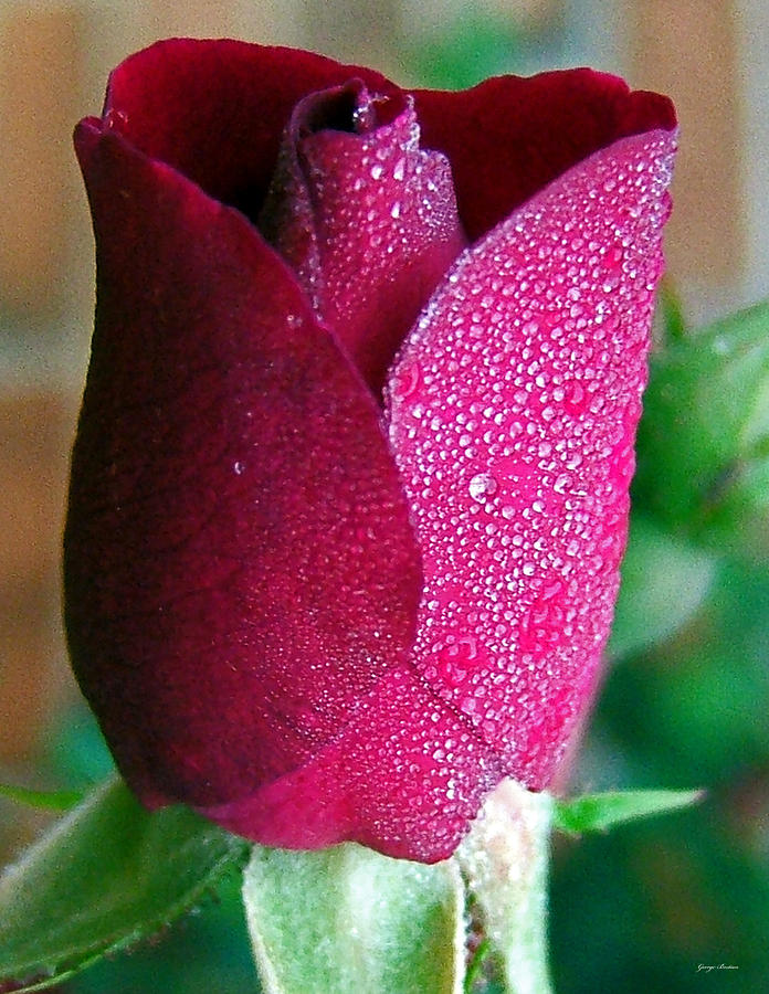 Red Rose with Dewdrops 008 Photograph by George Bostian