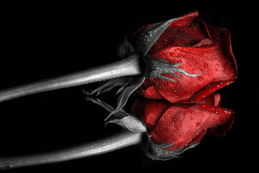 Rose Photograph - Red Rose with drops colorkey by Sindy Stohler