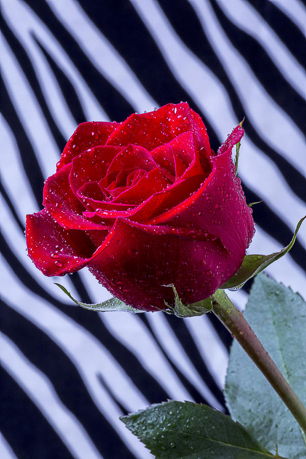 Rose Photograph - Red Rose With Stripes by Garry Gay