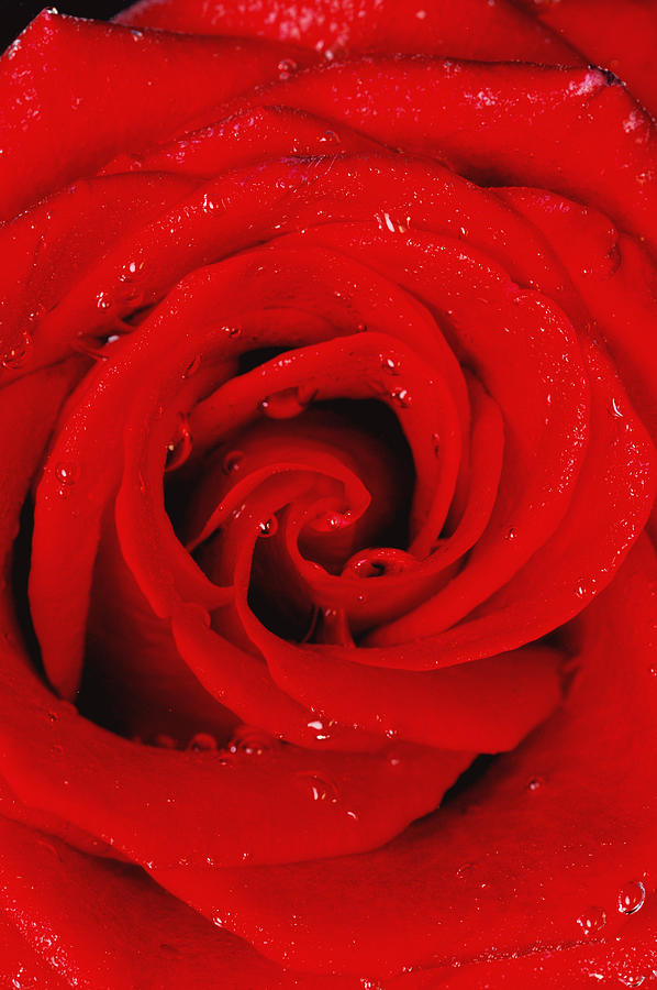 Flower Photograph - Red Rose With Water Drops by Don Hammond