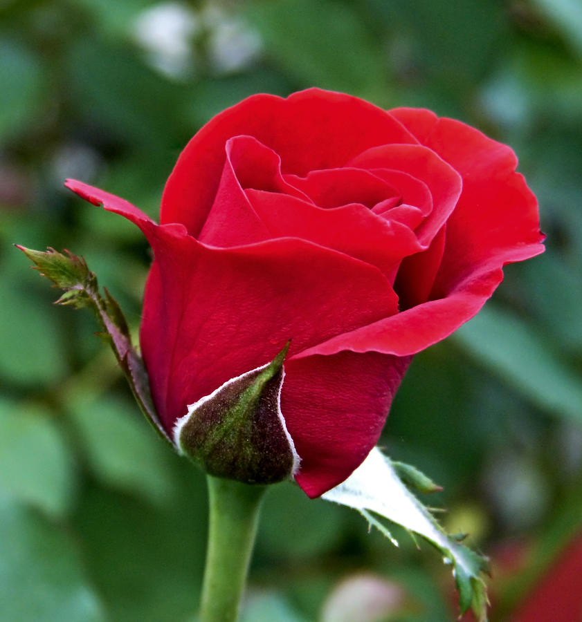Red Rosebud Photograph by Pete Trenholm