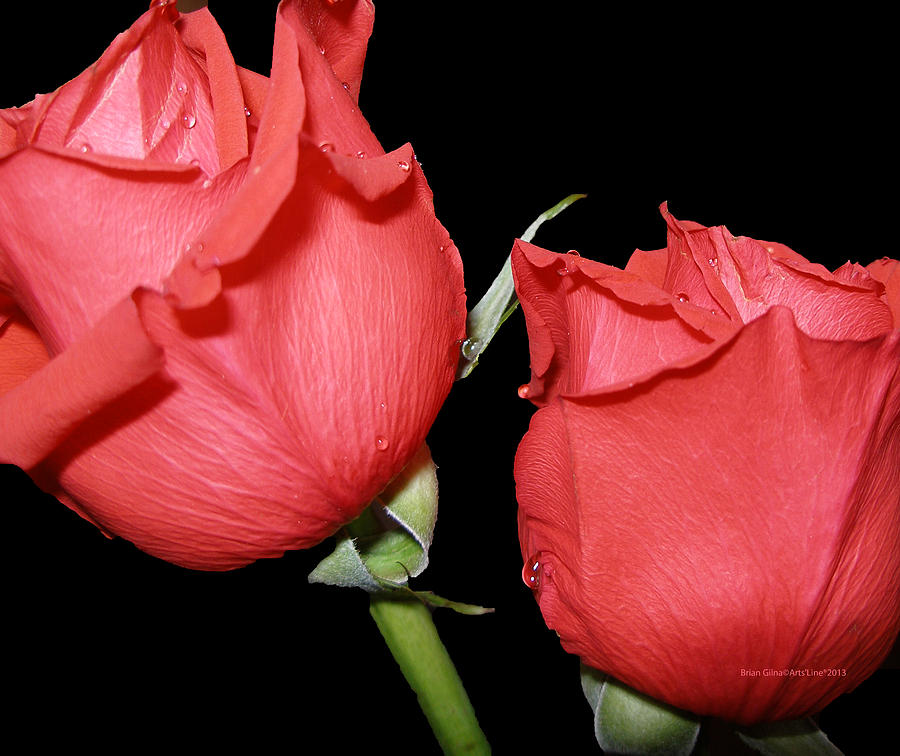 Red Roses 02 Photograph by Brian Gilna