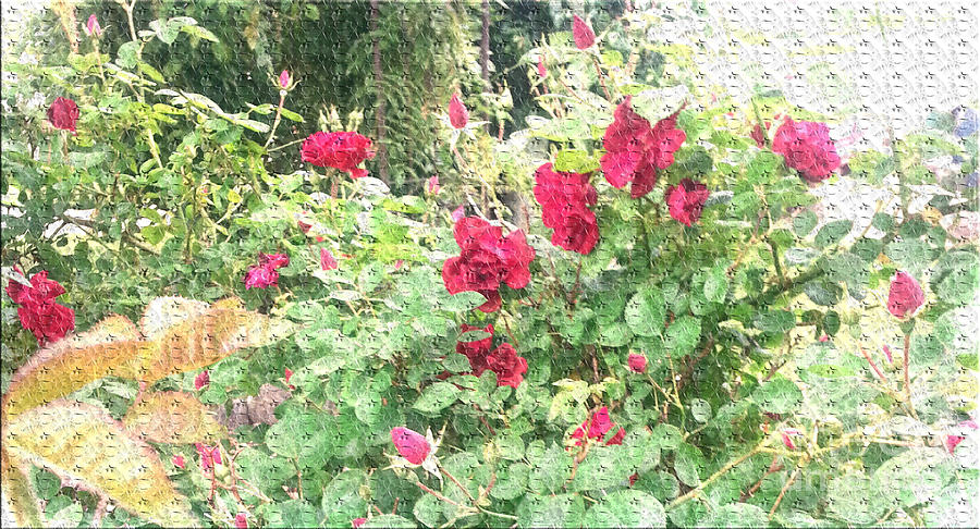 Red Roses Photograph by Alys Caviness-Gober