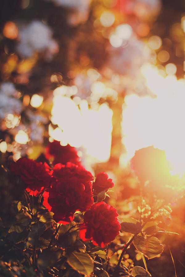 Red Roses At Sunset Photograph by Julia Davila-lampe
