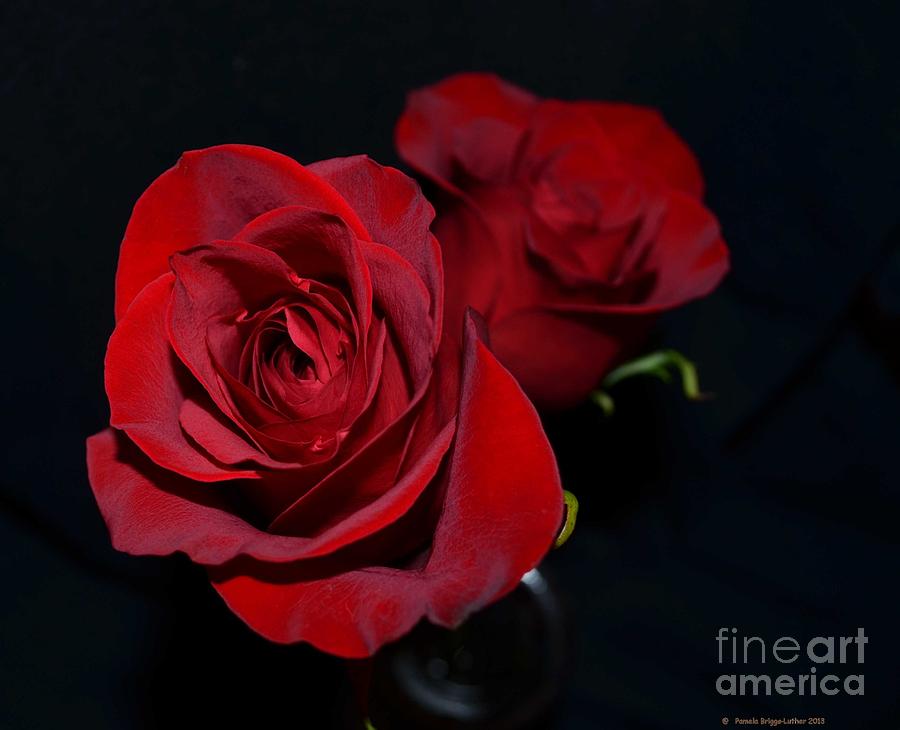 Rose Photograph - Red Roses for a Blue Lady by Luther Fine Art