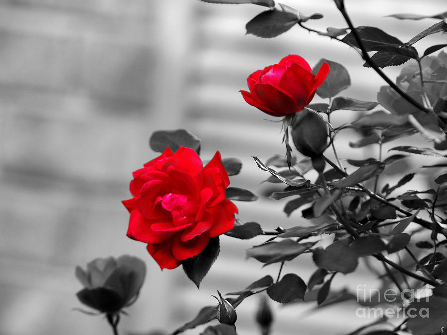 Red Roses Photograph by Jai Johnson