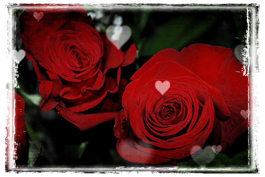 Red Roses Photograph by Janice Adomeit