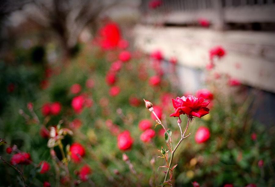 Red Roses on Film Digital Art by Linda Unger