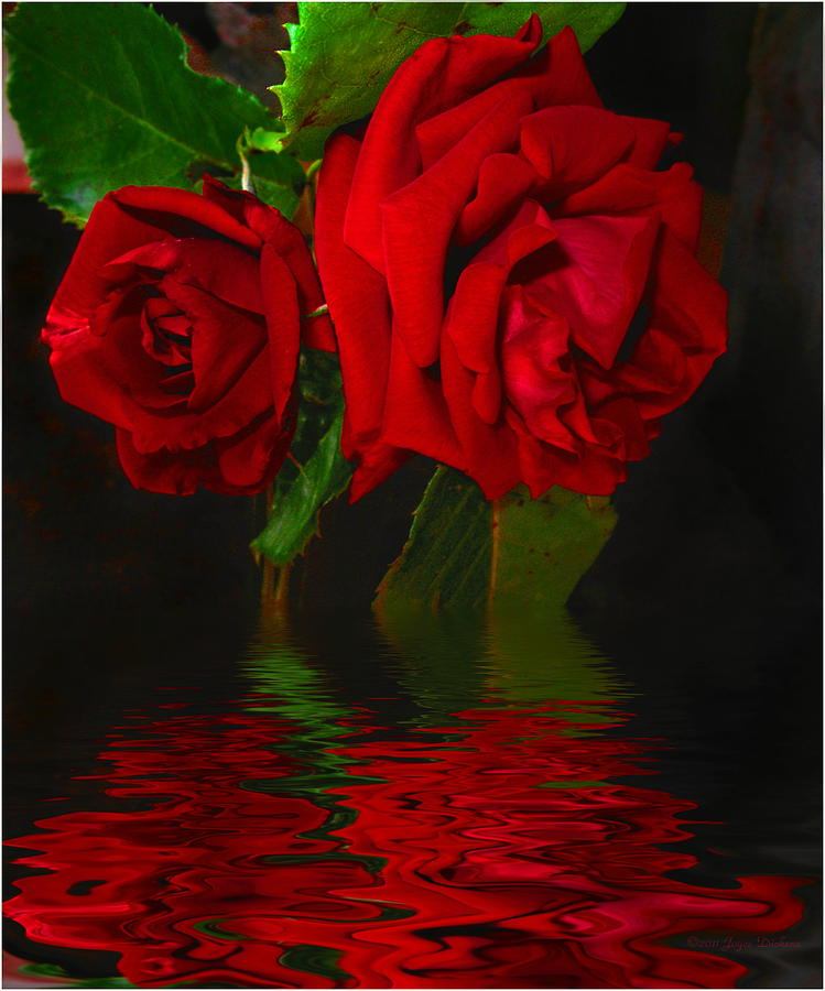 Red Roses Reflected Photograph by Joyce Dickens