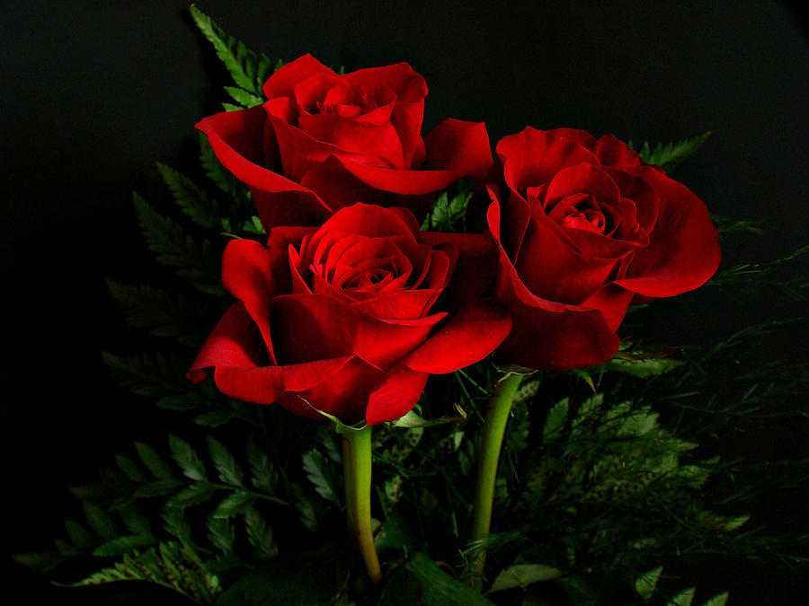 Flower Photograph - Red Roses by Sandy Keeton