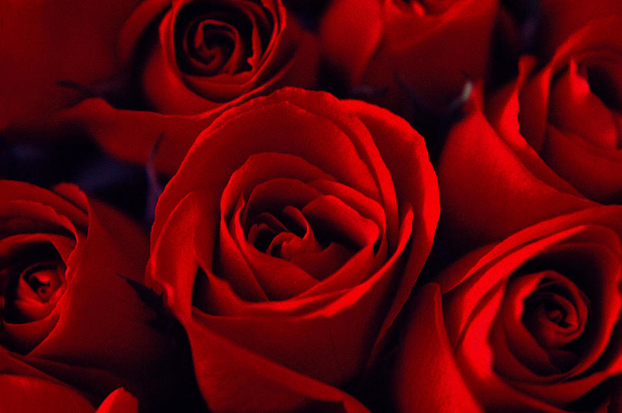 Red Roses Photograph - Red Roses by Star West