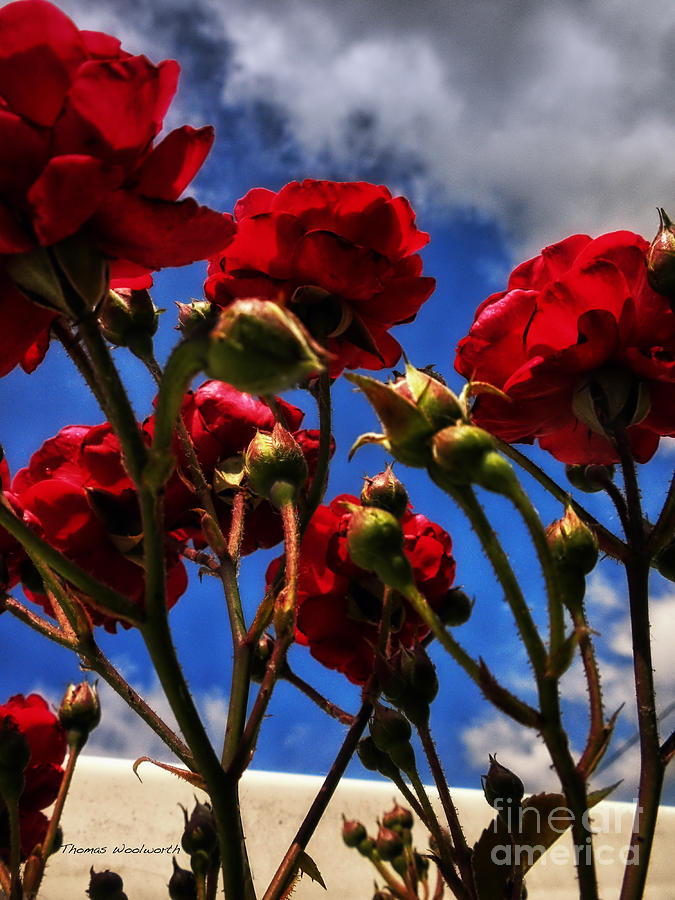 Red Roses Photograph by Thomas Woolworth