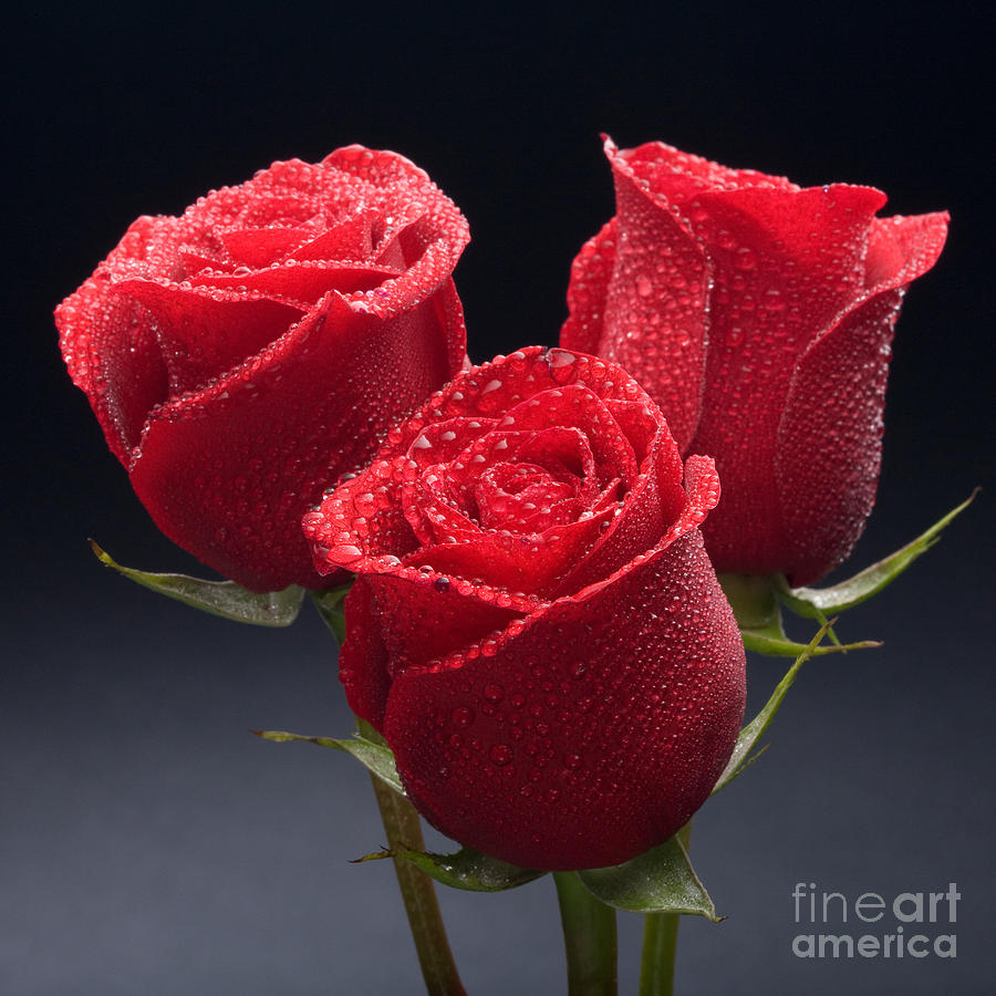 Red Roses Photograph by Wolfgang Herath